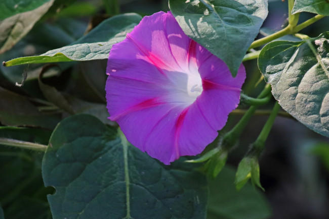 Обои картинки фото цветы, вьюнки,  ипомеи, лиловый, вьюнок, макро