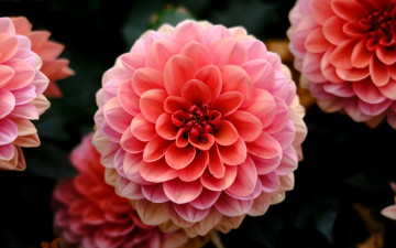 Картинка цветы георгины розовые макро