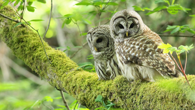 Обои картинки фото животные, совы