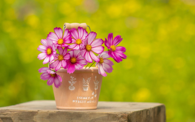 Обои картинки фото цветы, космея, вазон, розовая