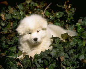 Картинка животные собаки