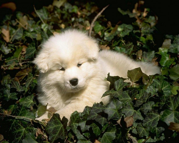 Обои картинки фото животные, собаки