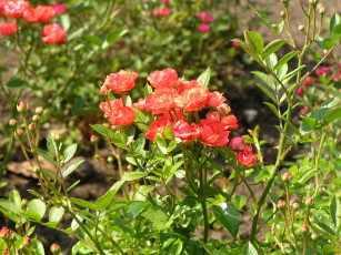 Картинка цветы розы