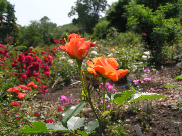 Обои картинки фото цветы, розы