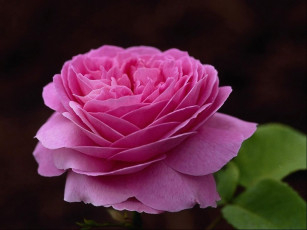 Картинка цветы розы