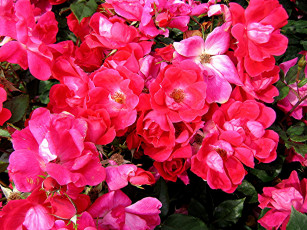 Картинка цветы розы