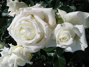 Картинка цветы розы