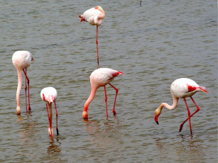 Картинка животные фламинго