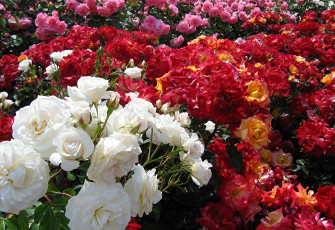 Картинка цветы розы