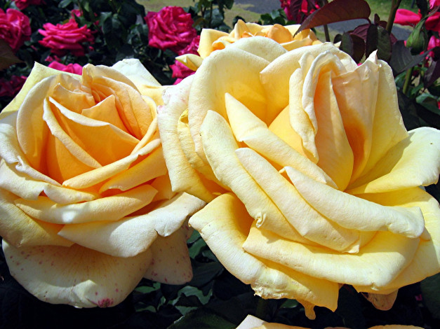 Обои картинки фото цветы, розы