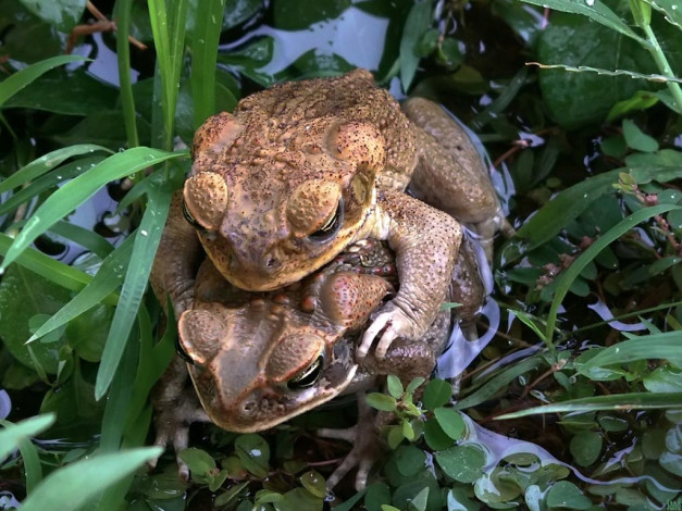 Обои картинки фото животные, лягушки