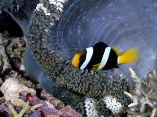 Картинка животные рыбы