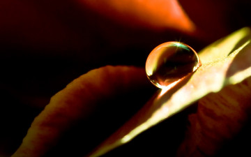 Картинка природа макро