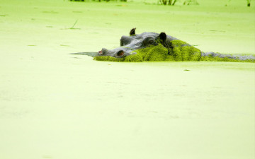 Картинка животные бегемоты