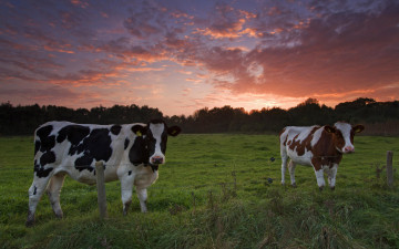 Картинка животные коровы буйволы