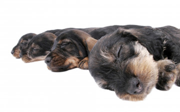 Картинка животные собаки