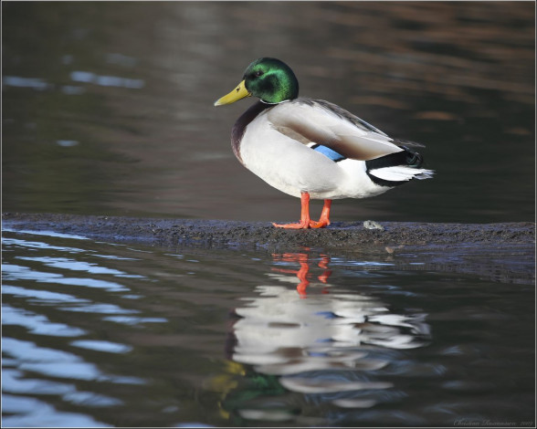 Обои картинки фото животные, утки