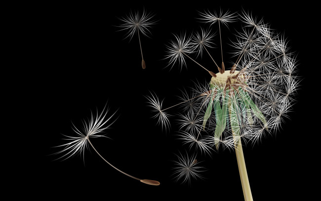 Обои картинки фото 3д, графика, flowers, цветы