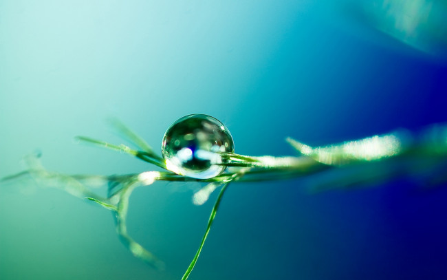 Обои картинки фото природа, макро