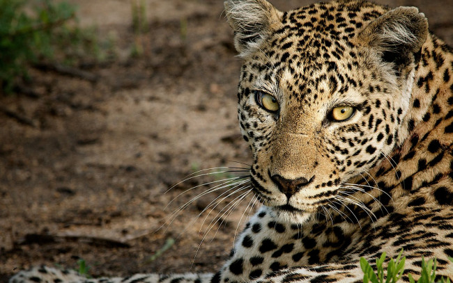 Обои картинки фото животные, леопарды