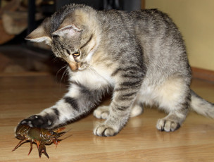 Картинка животные разные вместе кошка рак