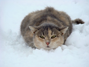 Картинка животные коты снег зима