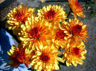 обоя цветы, хризантемы