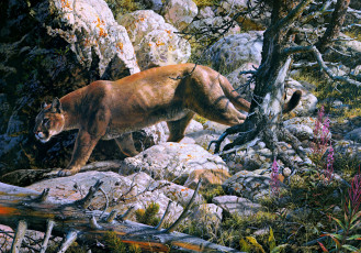 обоя silent, passage, рисованные, carl, brenders, painting, cougar, forest, mountain, lion, mountains, rocks, beast, of, prey, cat, animal