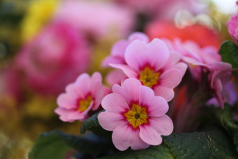 Картинка цветы примулы лепестки розовый