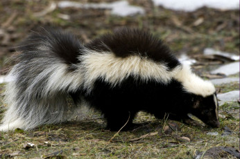 Картинка животные скунсы хвост полосатый пушистый