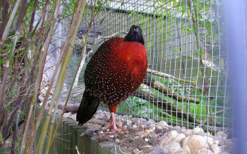 Картинка животные глухари тетерева фазаны клетка бамбук птица