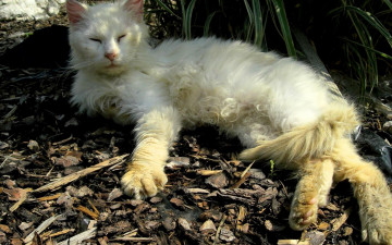 Картинка животные коты кот щепки