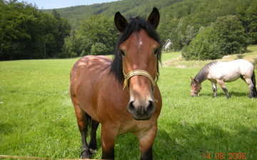 Картинка животные лошади деревья луг