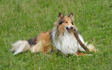 Картинка животные собаки колли