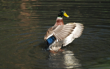 Картинка животные утки крылья