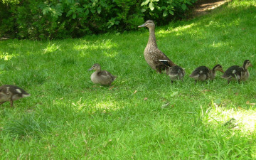 Картинка животные утки утиный выводок