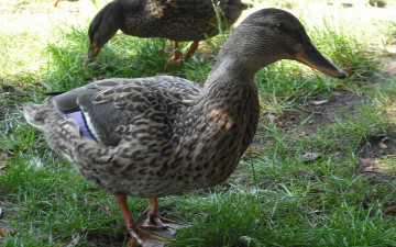 Картинка животные утки утка