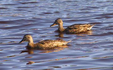 Картинка животные утки вода