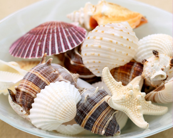 Обои картинки фото разное, ракушки, кораллы, декоративные, spa, камни, морская, звезда