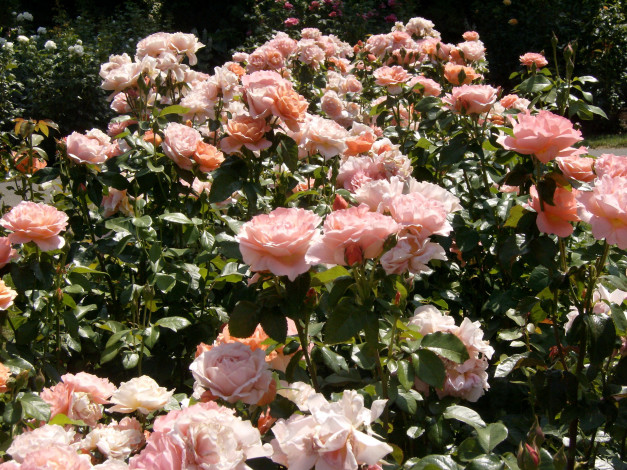 Обои картинки фото цветы, розы, куст