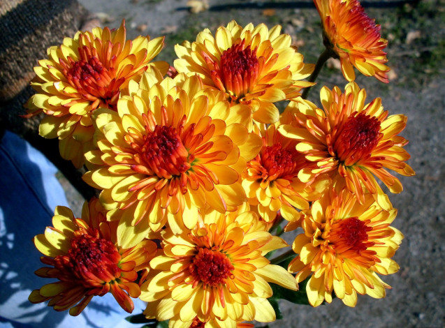 Обои картинки фото цветы, хризантемы