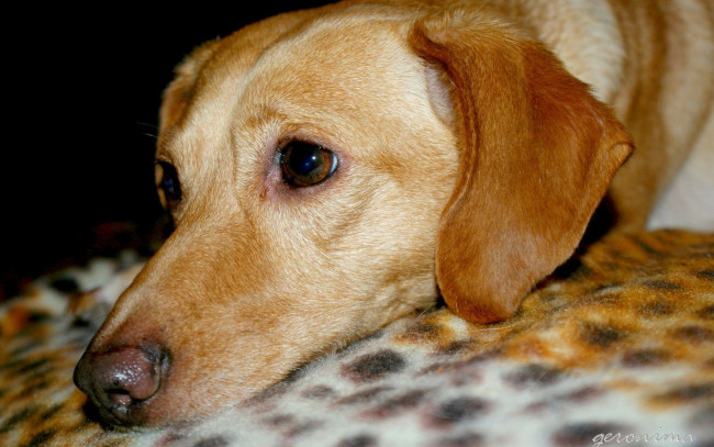 Обои картинки фото автор, geronima, животные, собаки, взгляд