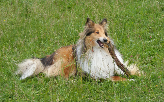 Обои картинки фото животные, собаки, колли