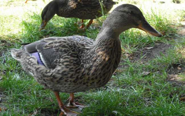 Обои картинки фото животные, утки, утка