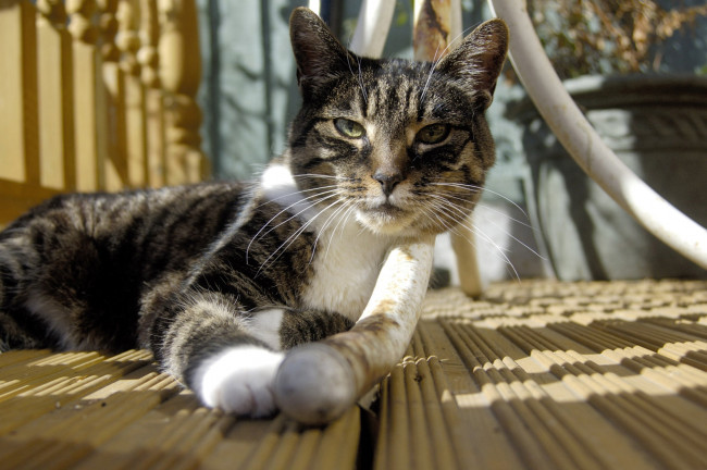 Обои картинки фото животные, коты, кошка