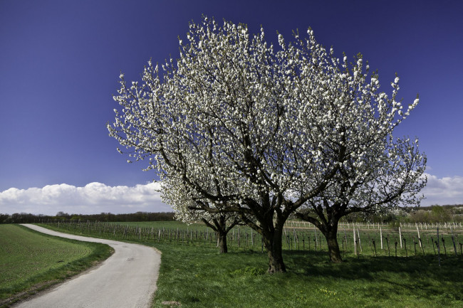 Обои картинки фото природа, деревья, вишня