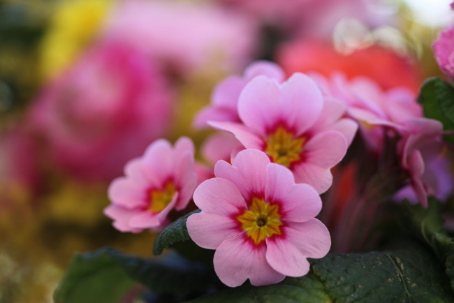 Обои картинки фото цветы, примулы, лепестки, розовый