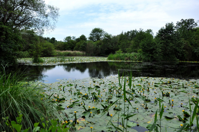 Обои картинки фото природа, реки, озера, великобритания, broad, oak, lake
