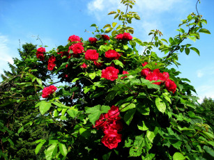 Картинка цветы розы куст