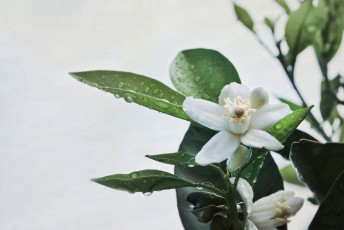 Картинка цветы белый цветок листья капли роса